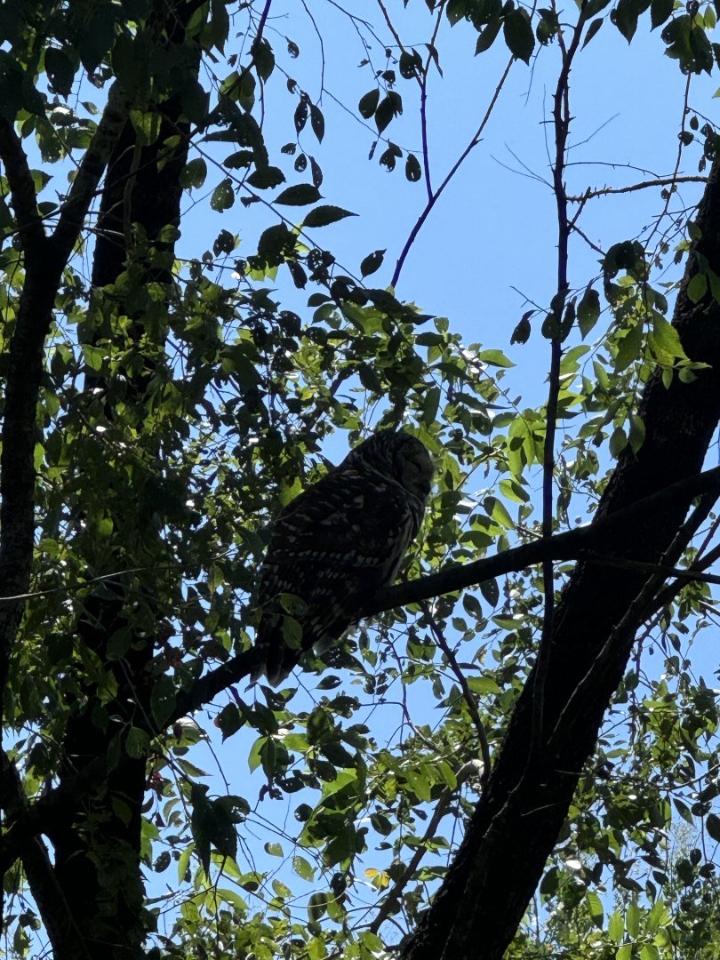 Wild barred owl