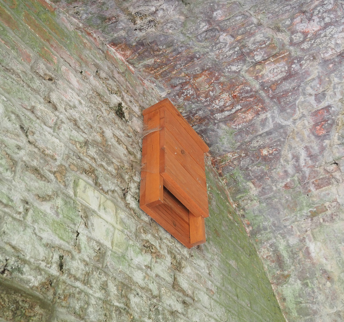 Wild bat box 2022-09-15