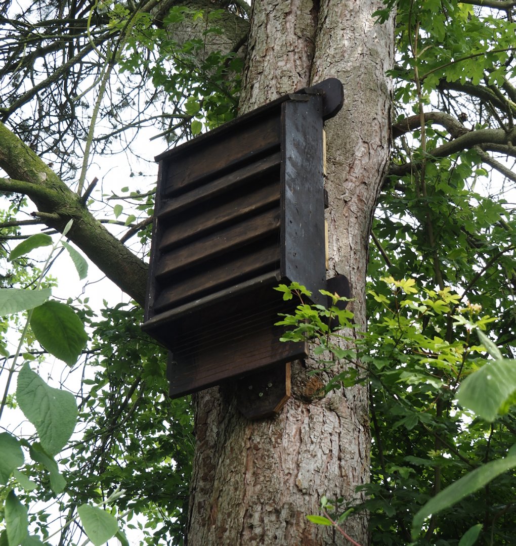 Wild bat box, 2024-05-11