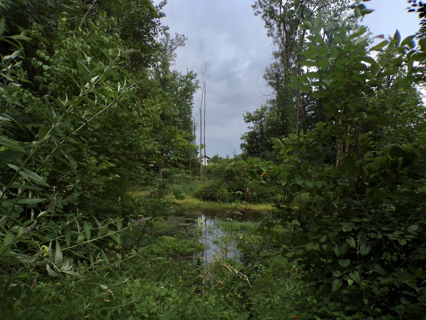Wild beaver area 13.7.25