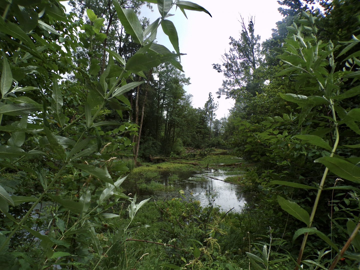 Wild beaver area 13.7.25