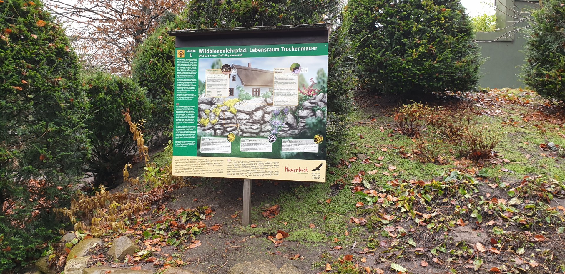 Wild bee habitat - dry wall