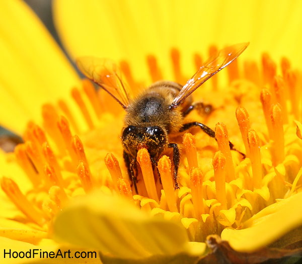 wild bee on Mexican tree sunflower