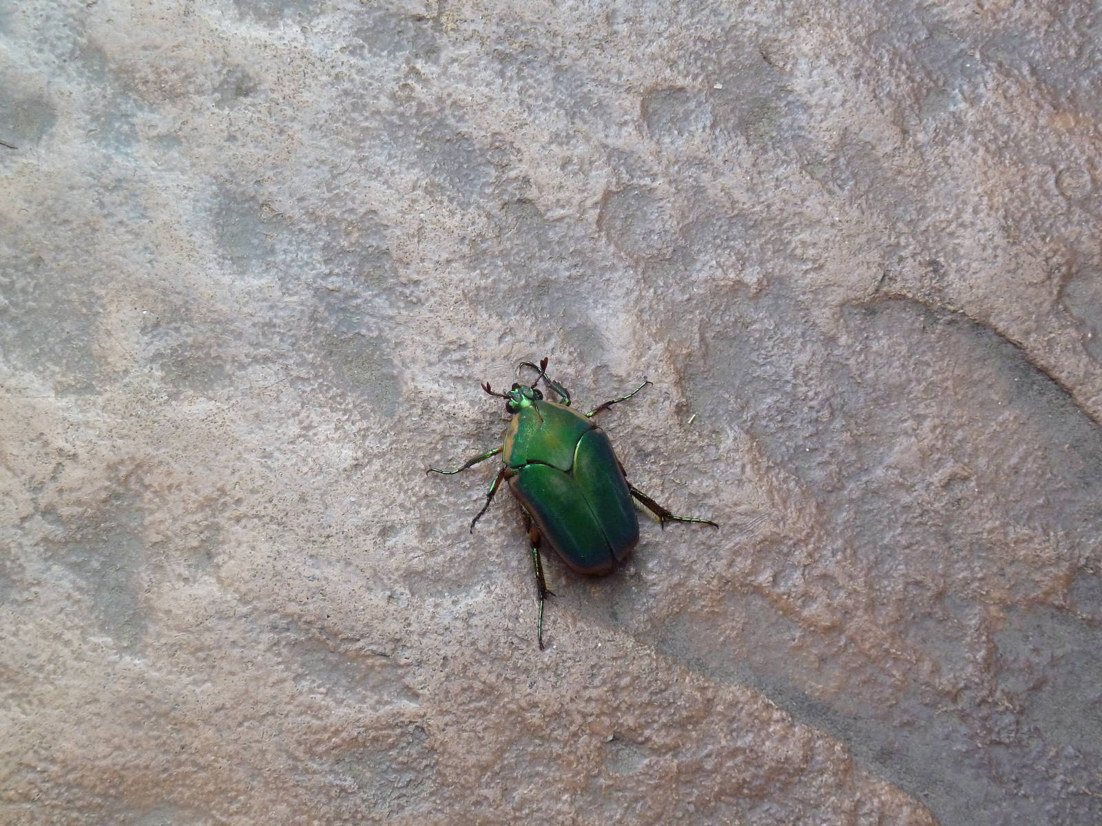 Wild Beetle