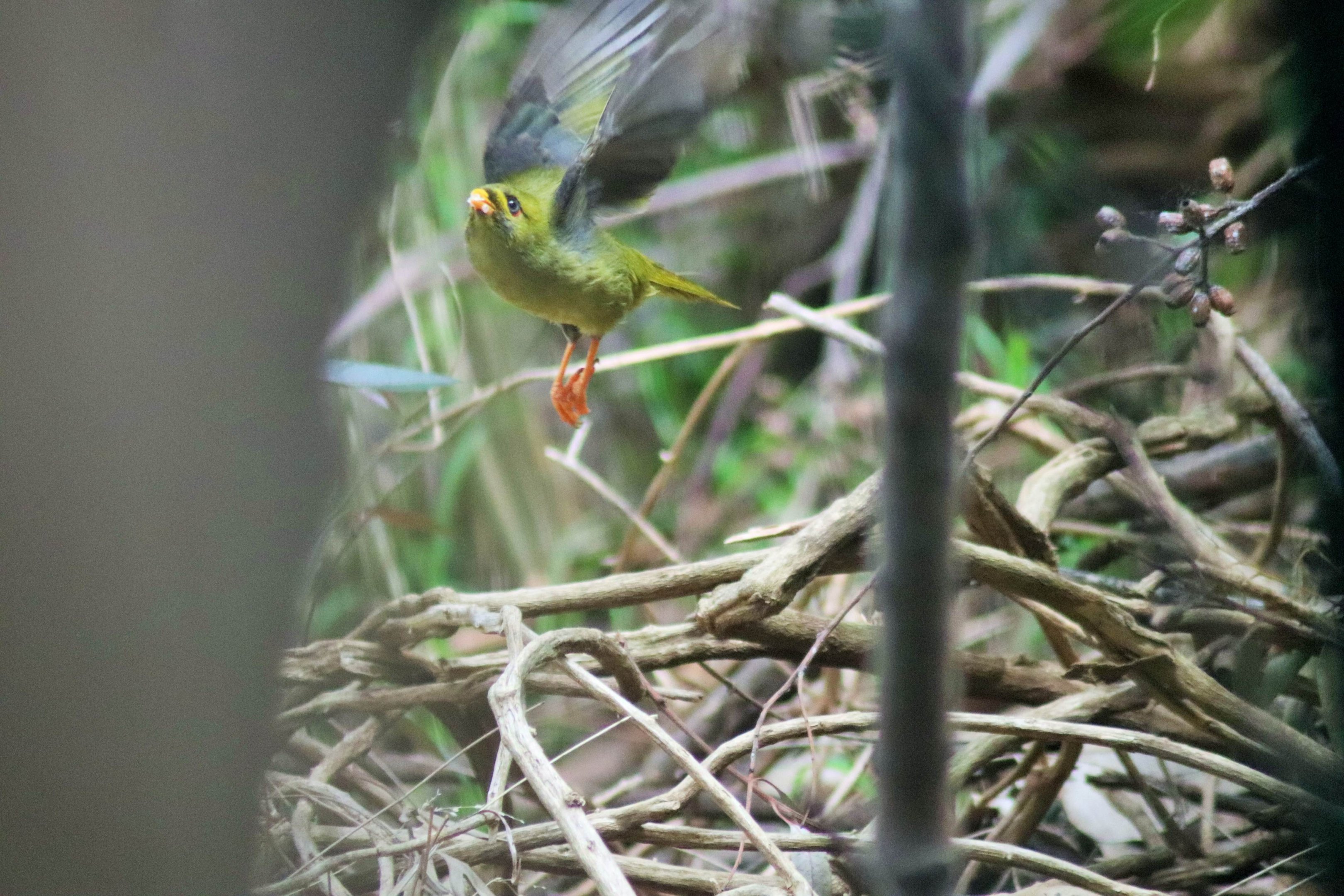 Wild Bell Miner (Manorina melanophrys)