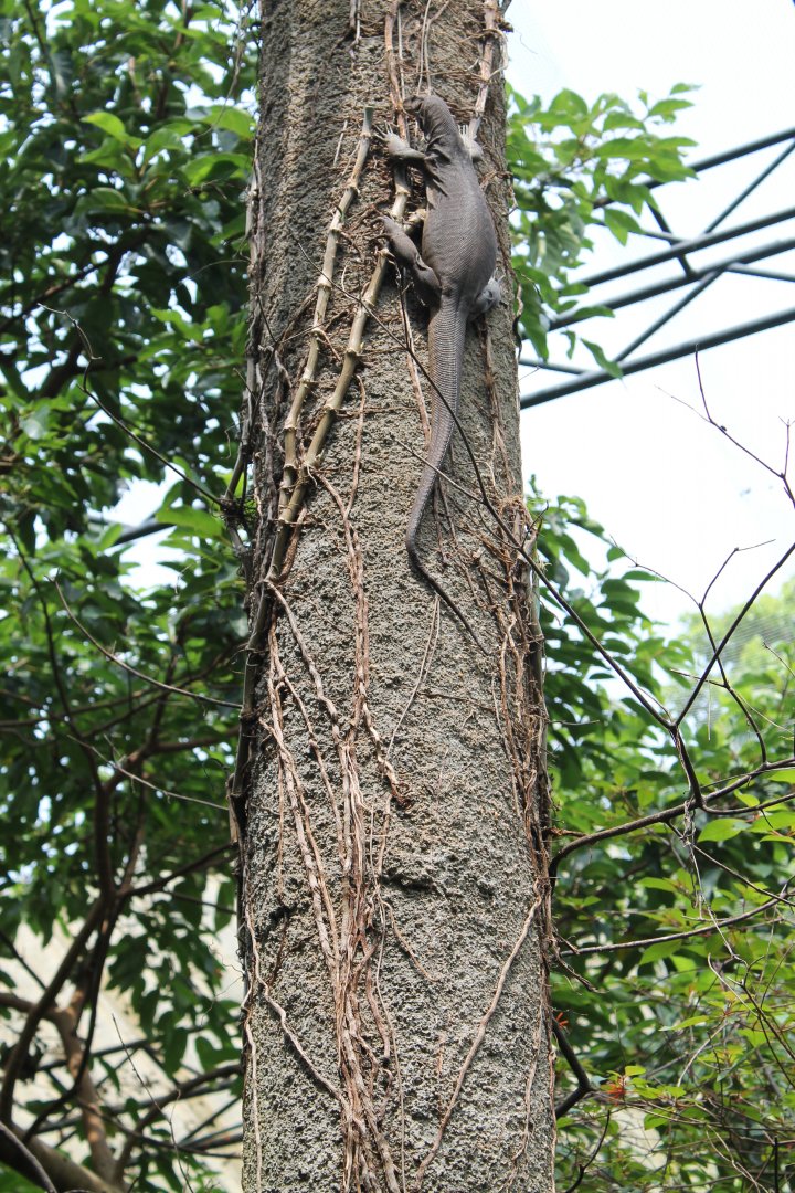 wild Bengal Monitor (Varanus bengalensis) in walk-through aviary