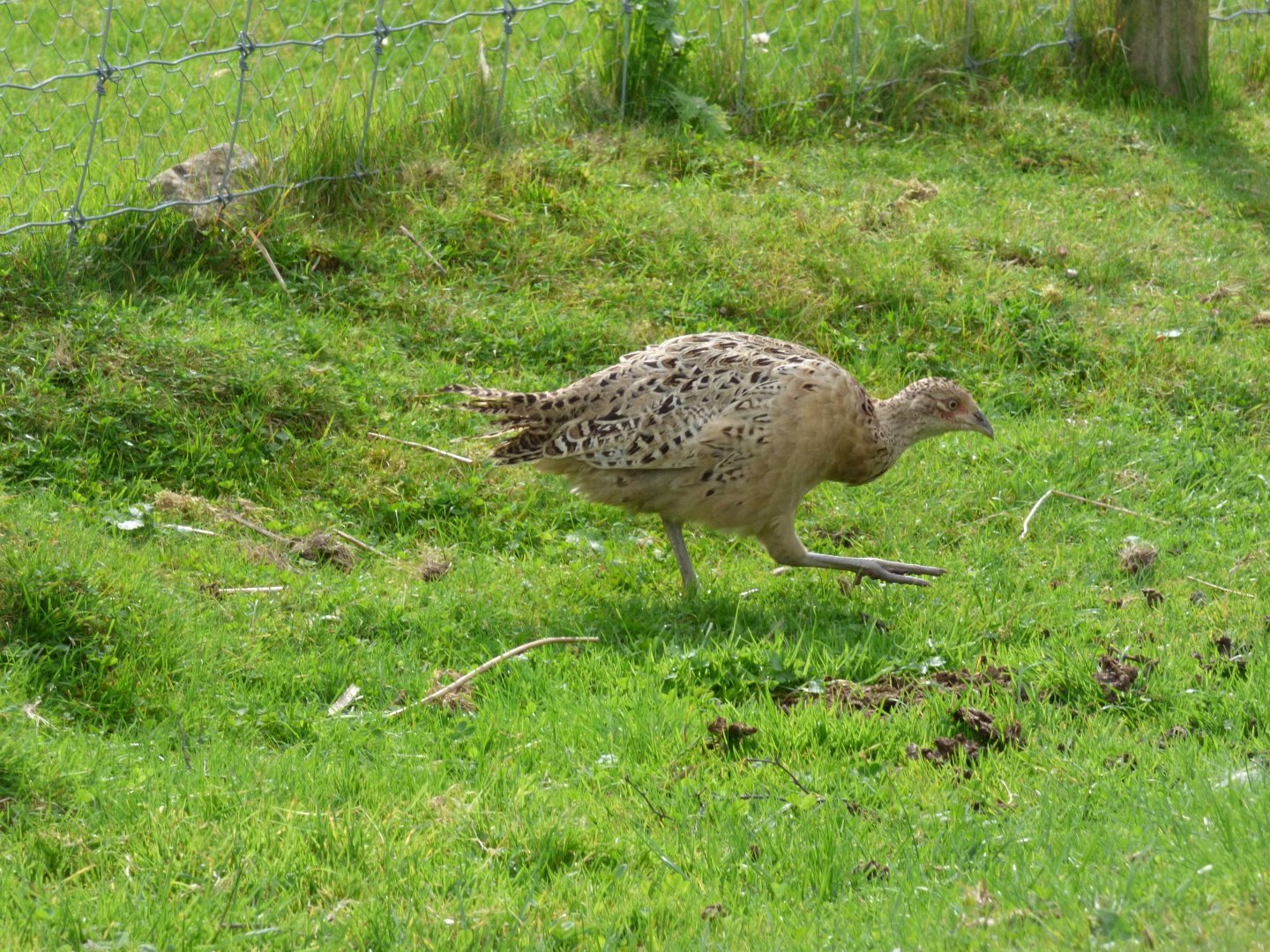 Wild bird (Species ID?)
