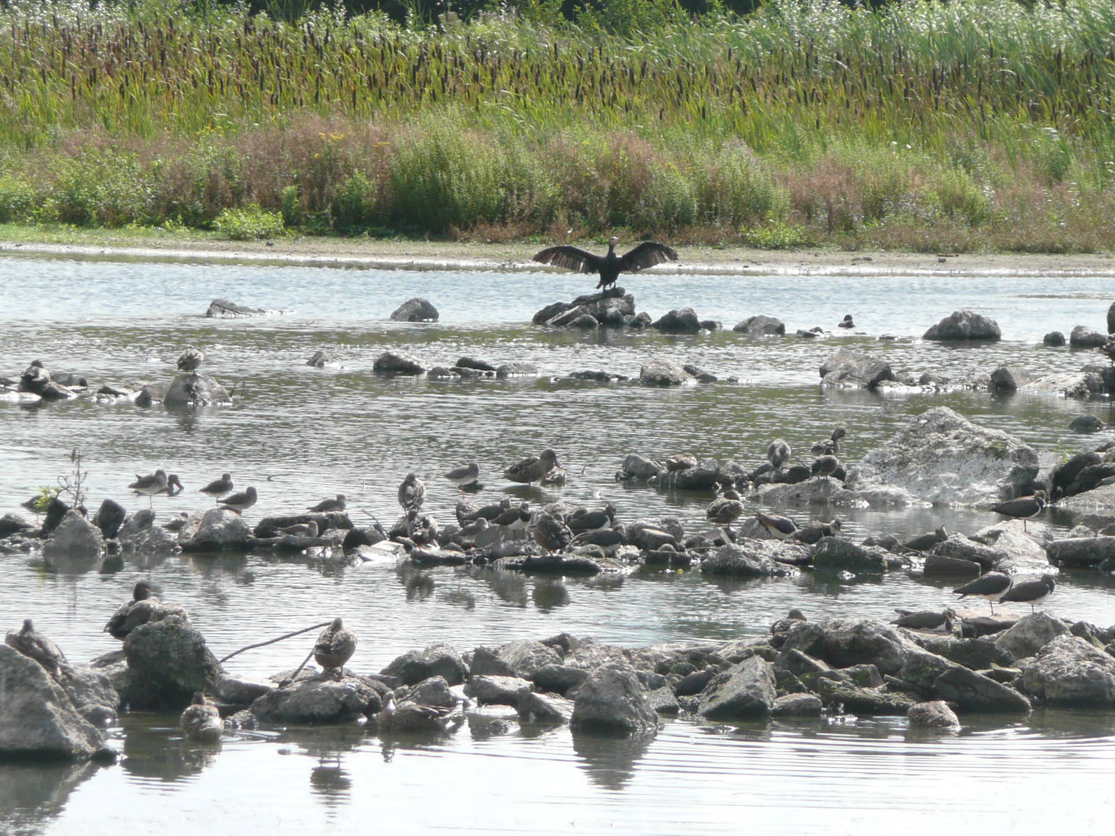 Wild birds on the Millenium Wetlands
