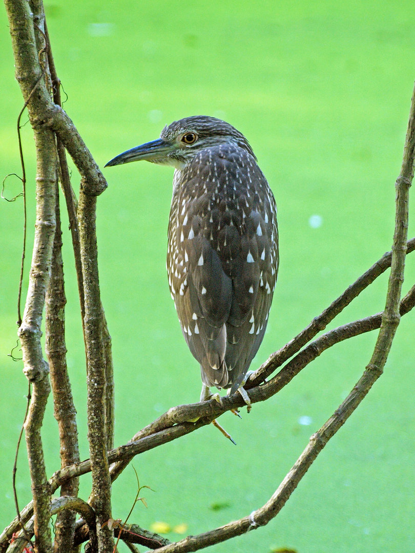 Wild black-capped night heron - juvenile