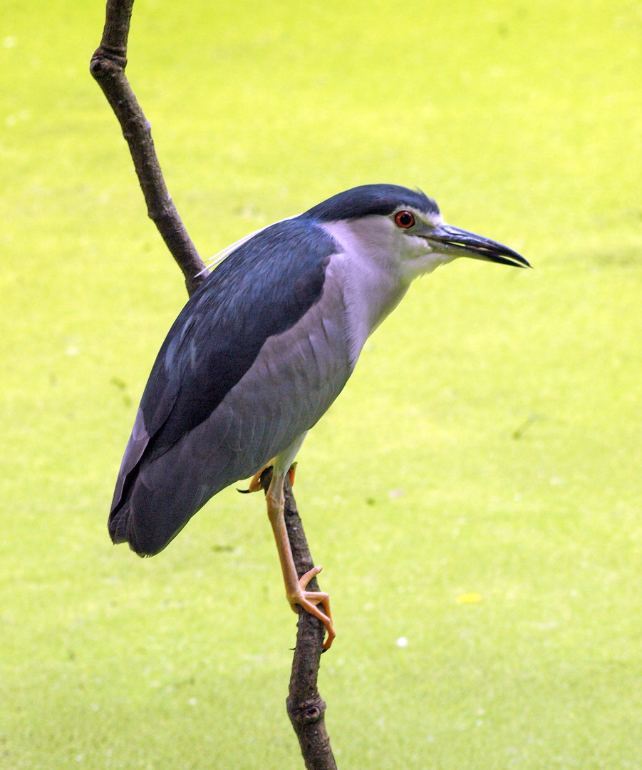 Wild black-capped night heron