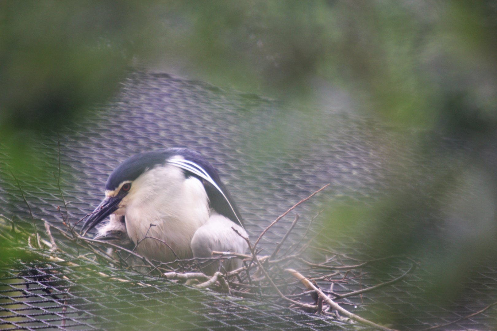 Wild Black-crowned night heron (Nycticorax nycticorax) with young, on top of the Pelican aviary.