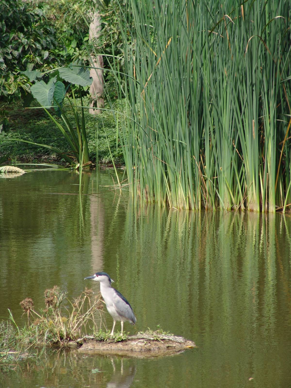 Wild Black-crowned Night Heron (Nycticorax nycticorax)