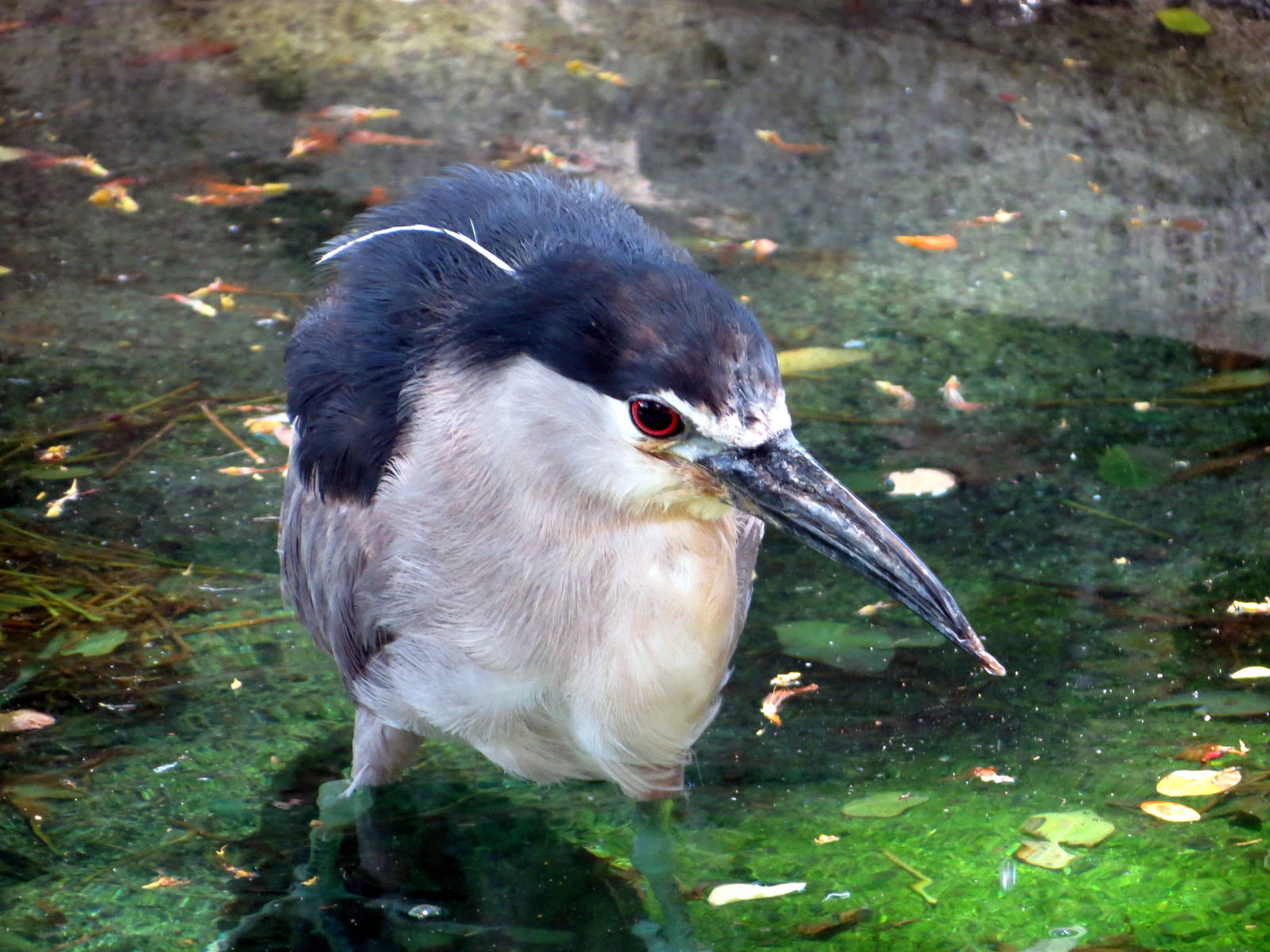 Wild Black-crowned Night Heron
