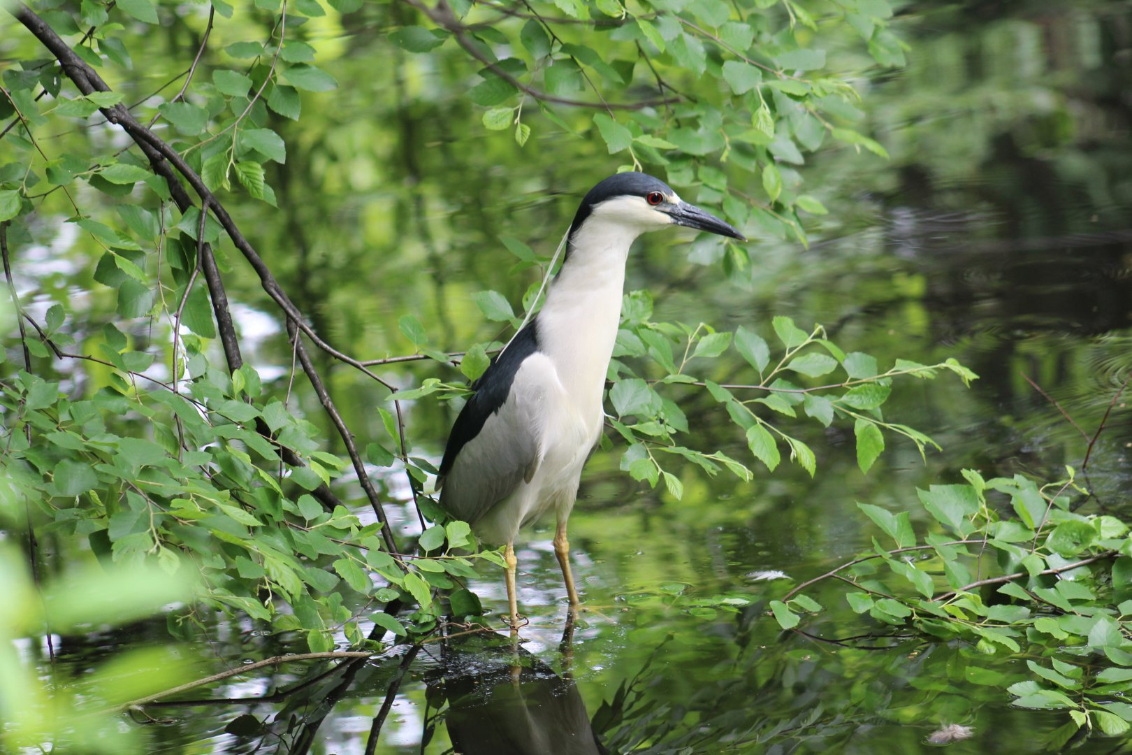 Wild Black-Crowned Night-Heron