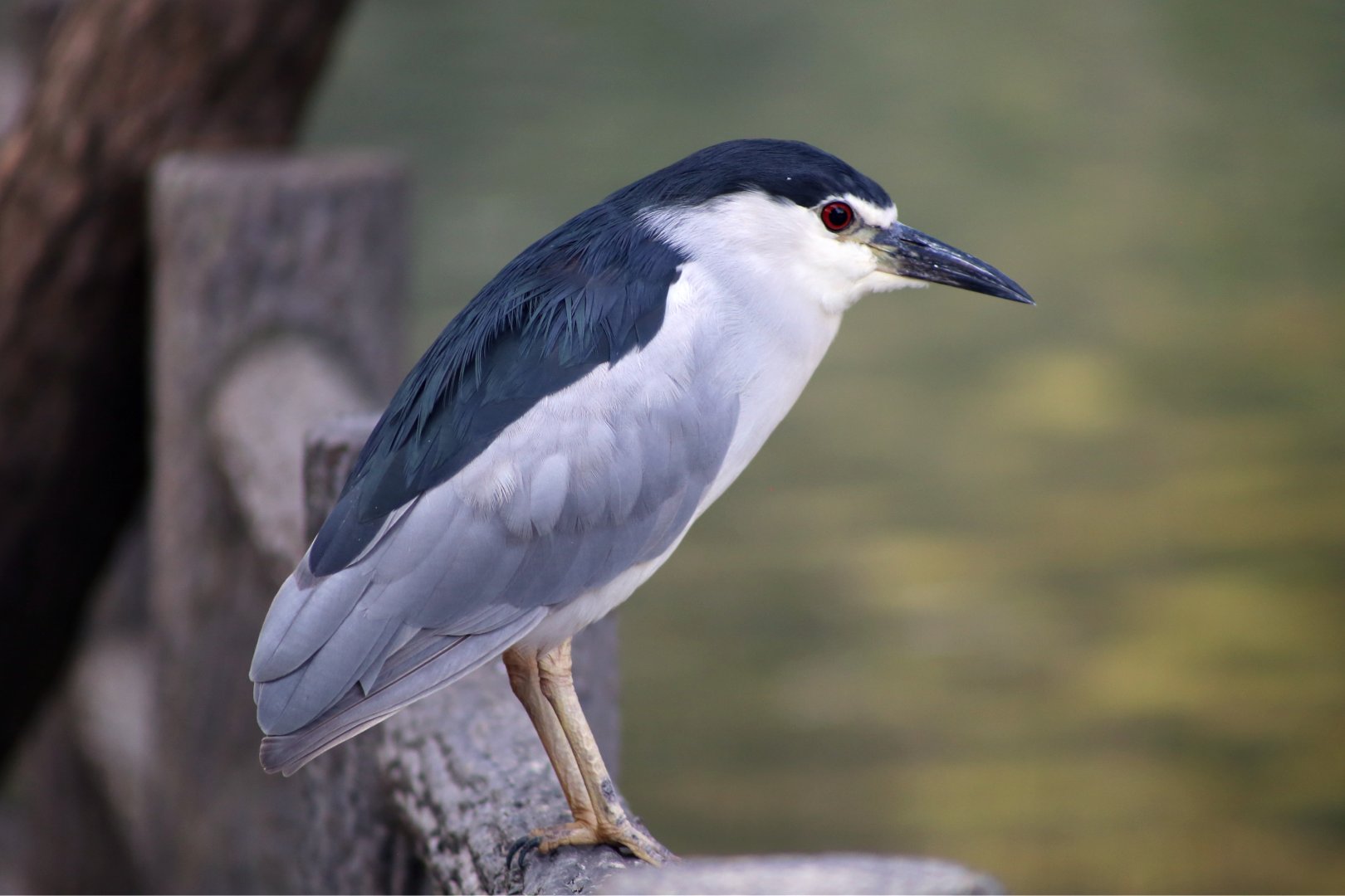 Wild Black-crowned Night Heron