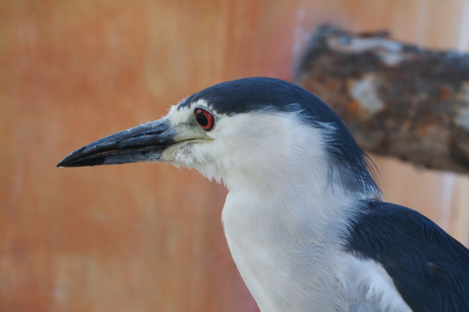 Wild (?) black-crowned night heron