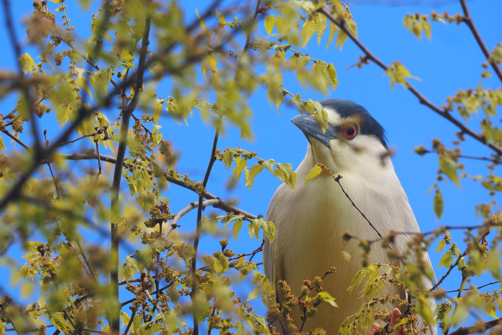 Wild Black-Crowned Night Heron