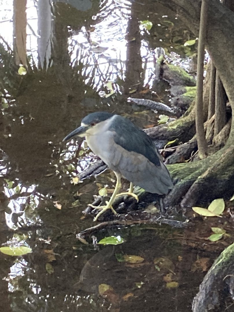 Wild Black Crowned Night Heron