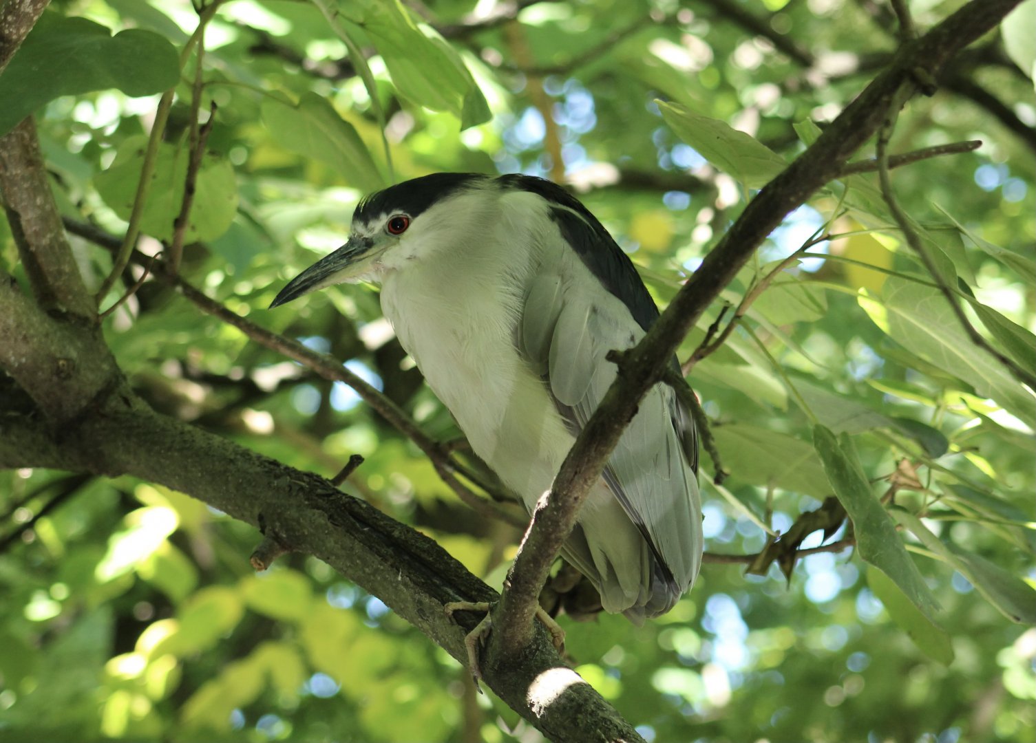 Wild Black-Crowned Night Heron