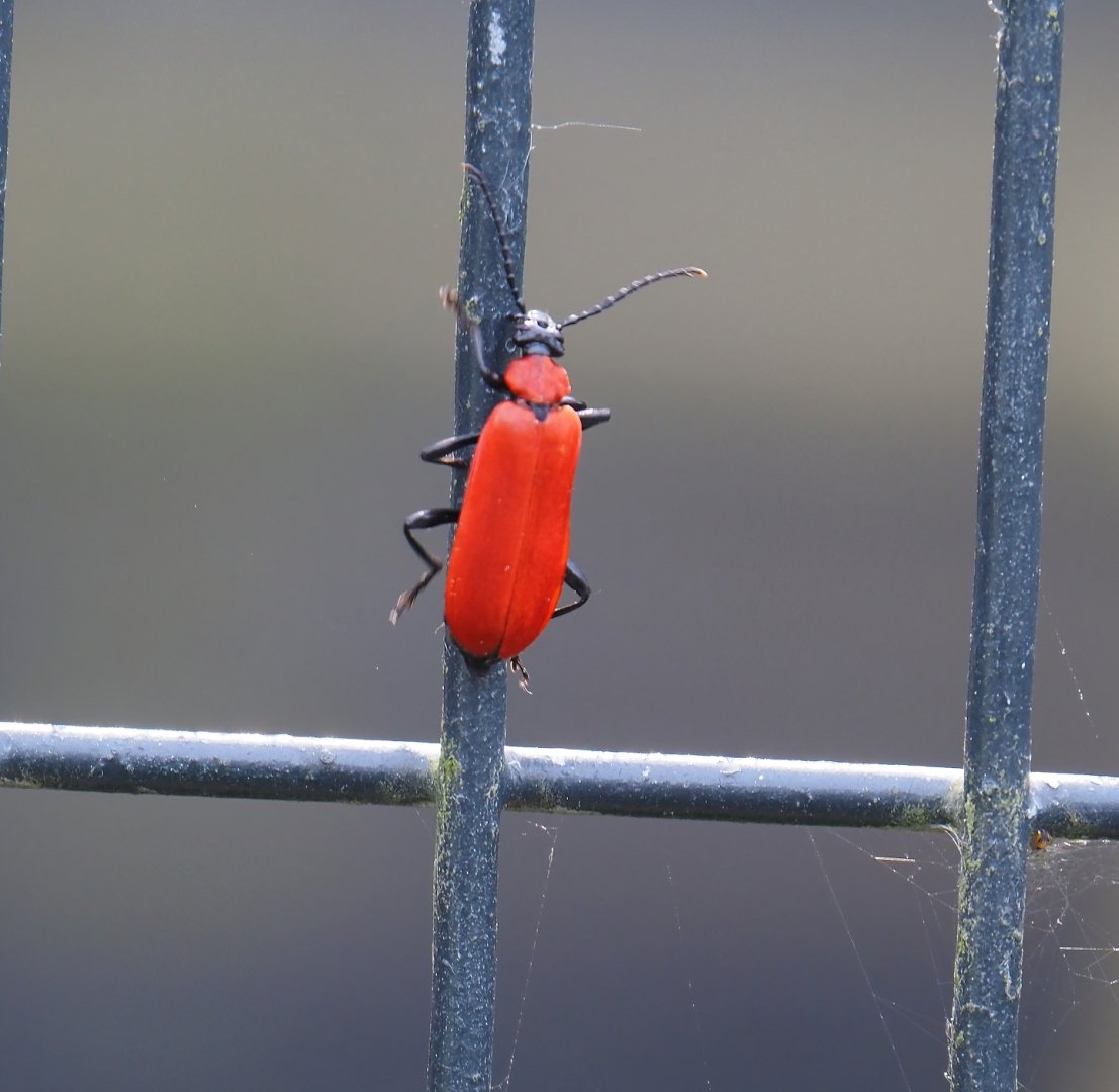 Wild Black-headed cardinal beetle (Pyrochroa coccinea), 2024-05-11