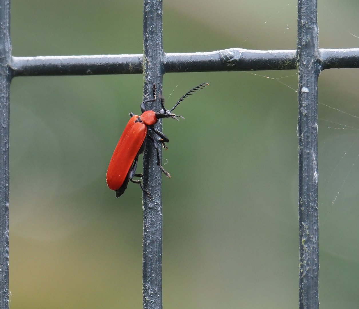 Wild Black-headed cardinal beetle (Pyrochroa coccinea), 2024-05-11