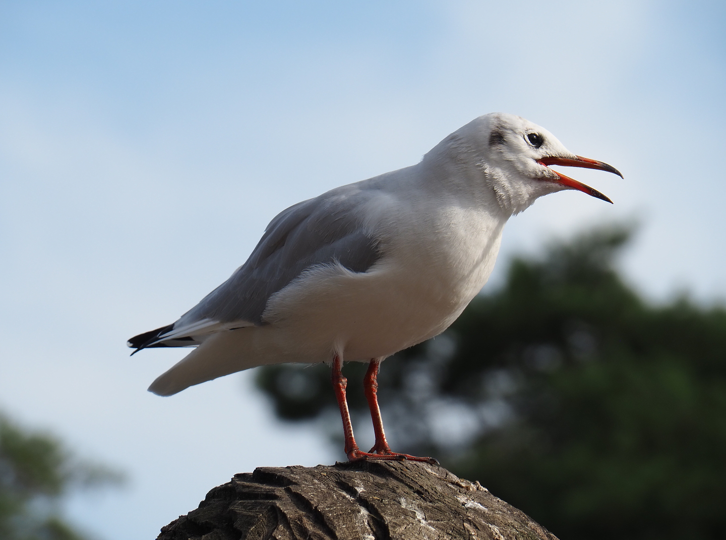 Wild Black-headed gull (Chroicocephalus ridibundus), 2019-09-15