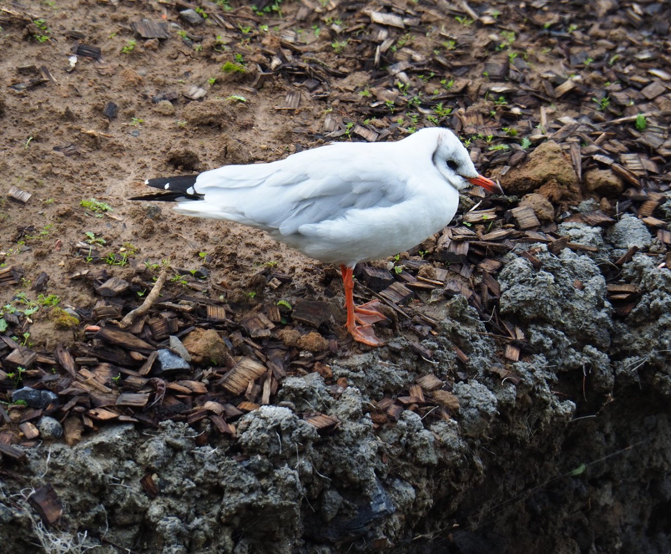 Wild Black-headed gull (Chroicocephalus ridibundus), 2019-10-04
