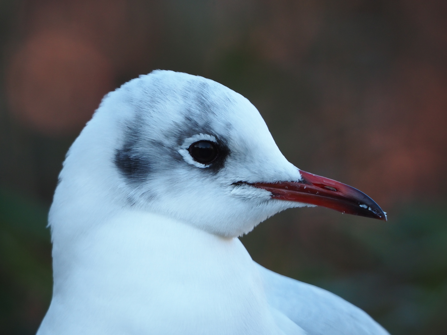 Wild Black-headed gull (Chroicocephalus ridibundus), 2019-12-30