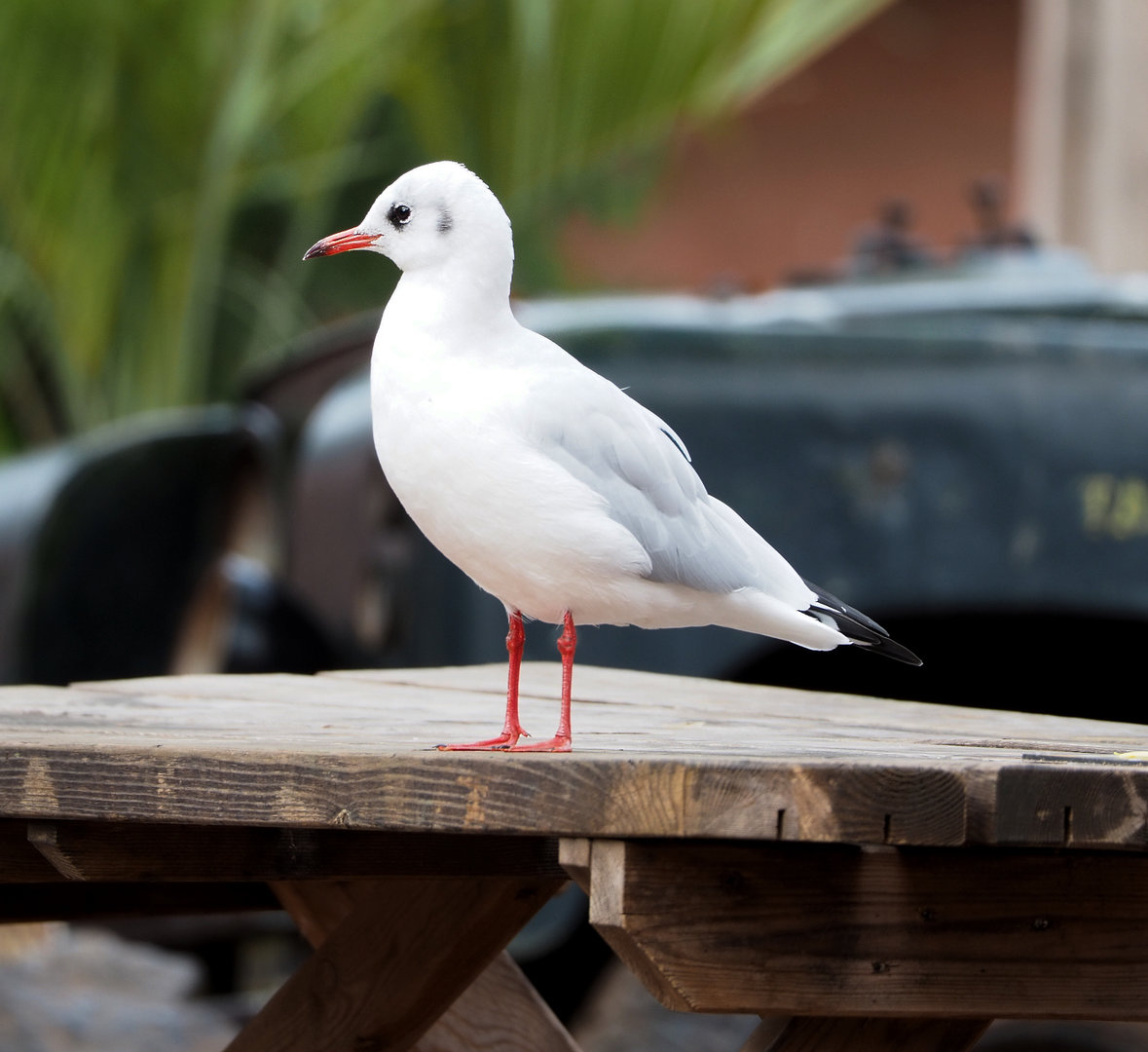 Wild Black-headed gull (Chroicocephalus ridibundus), 2022-09-15