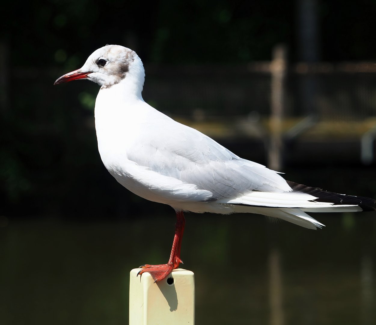 Wild Black-headed gull (Chroicocephalus ridibundus), 2023-08-15
