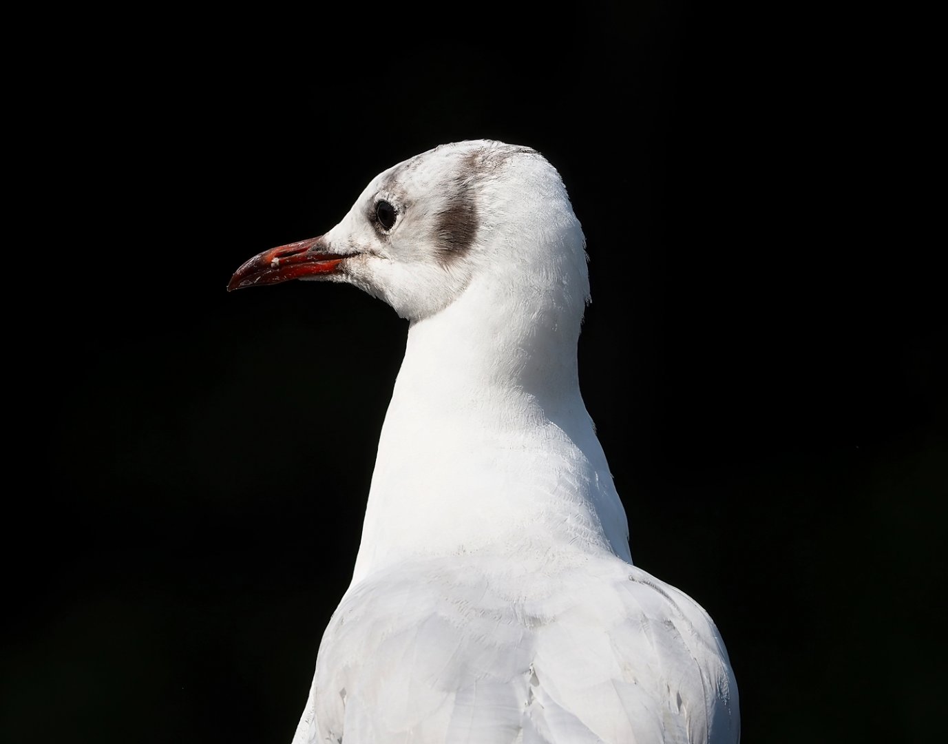 Wild Black-headed gull (Chroicocephalus ridibundus), 2023-08-15