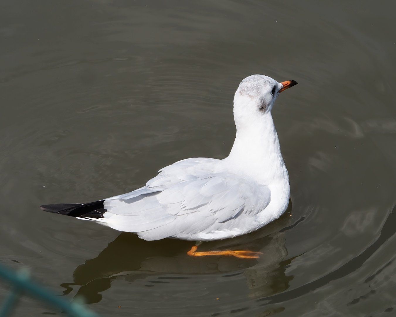 Wild Black-headed gull (Chroicocephalus ridibundus), 2023-08-15