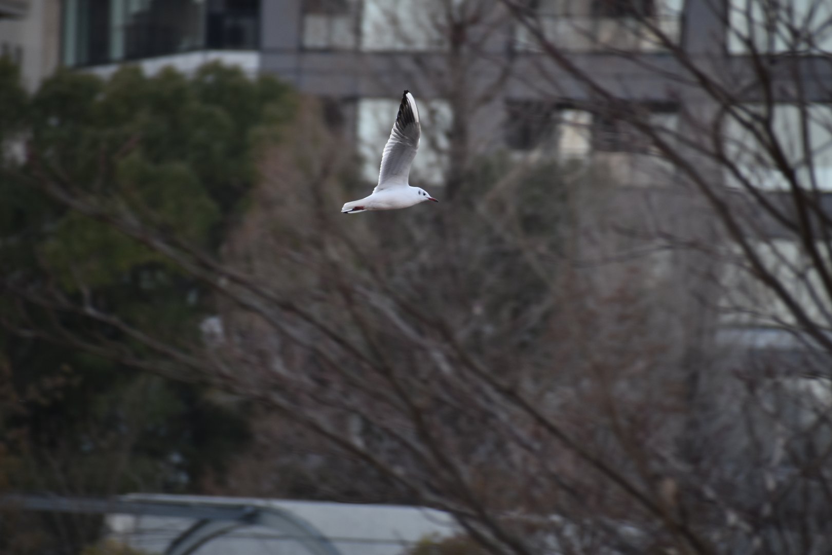 Wild Black Headed Gull