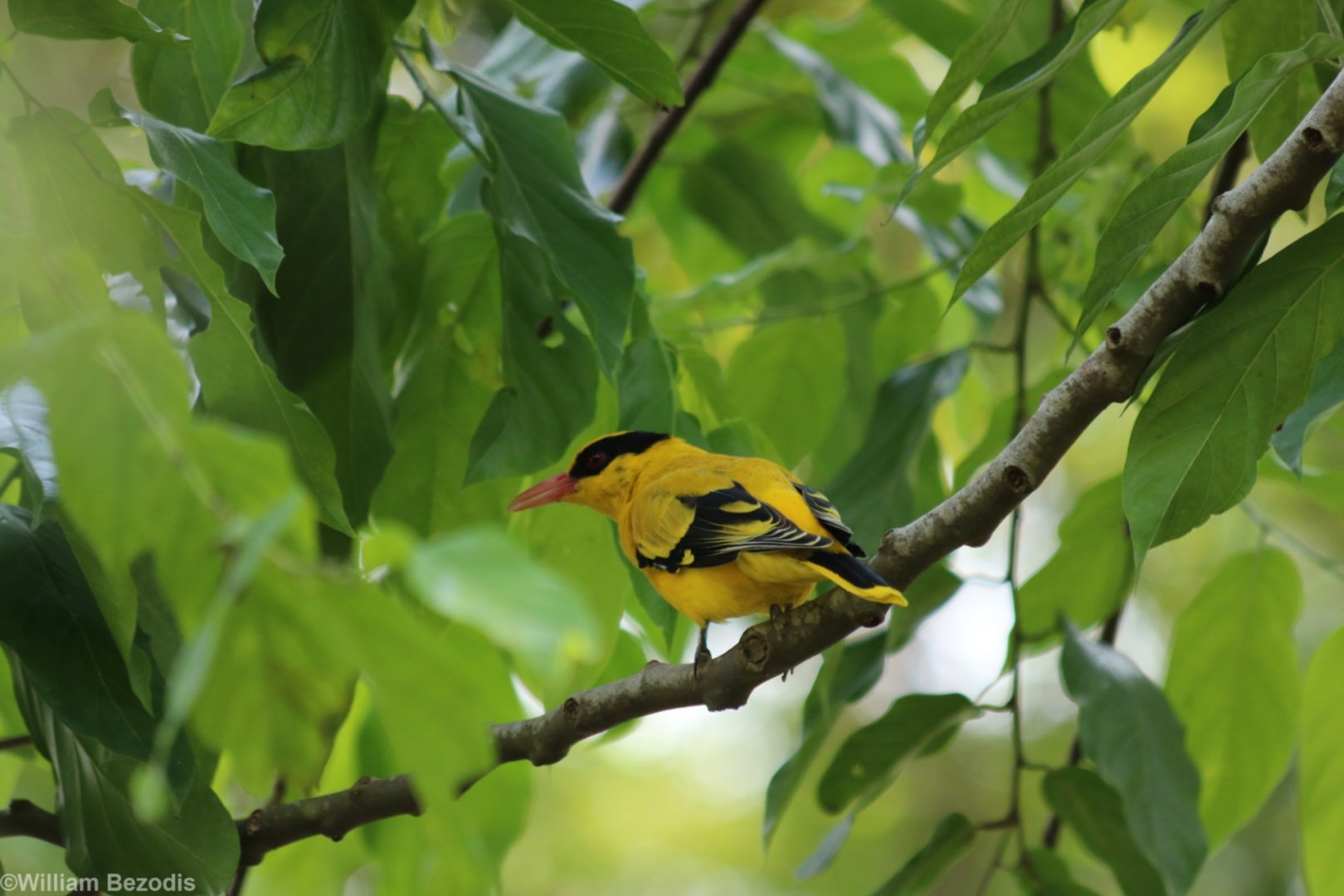 Wild Black-naped Oriole