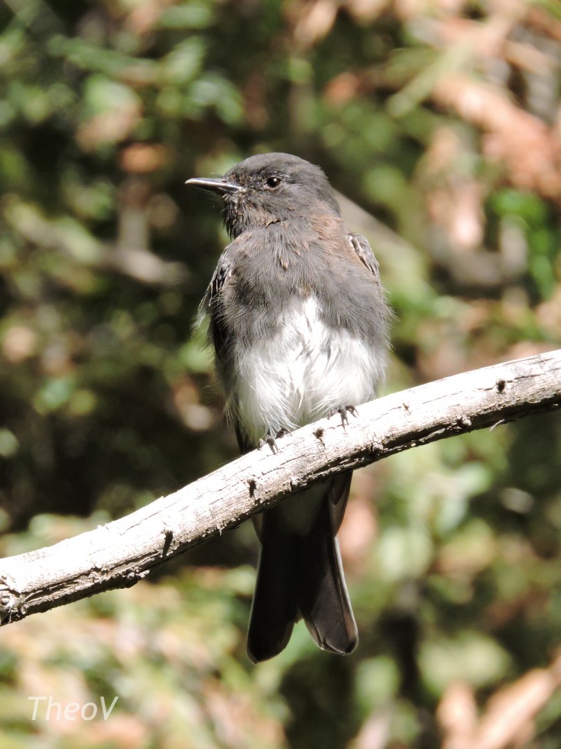 Wild black phoebe [2015]