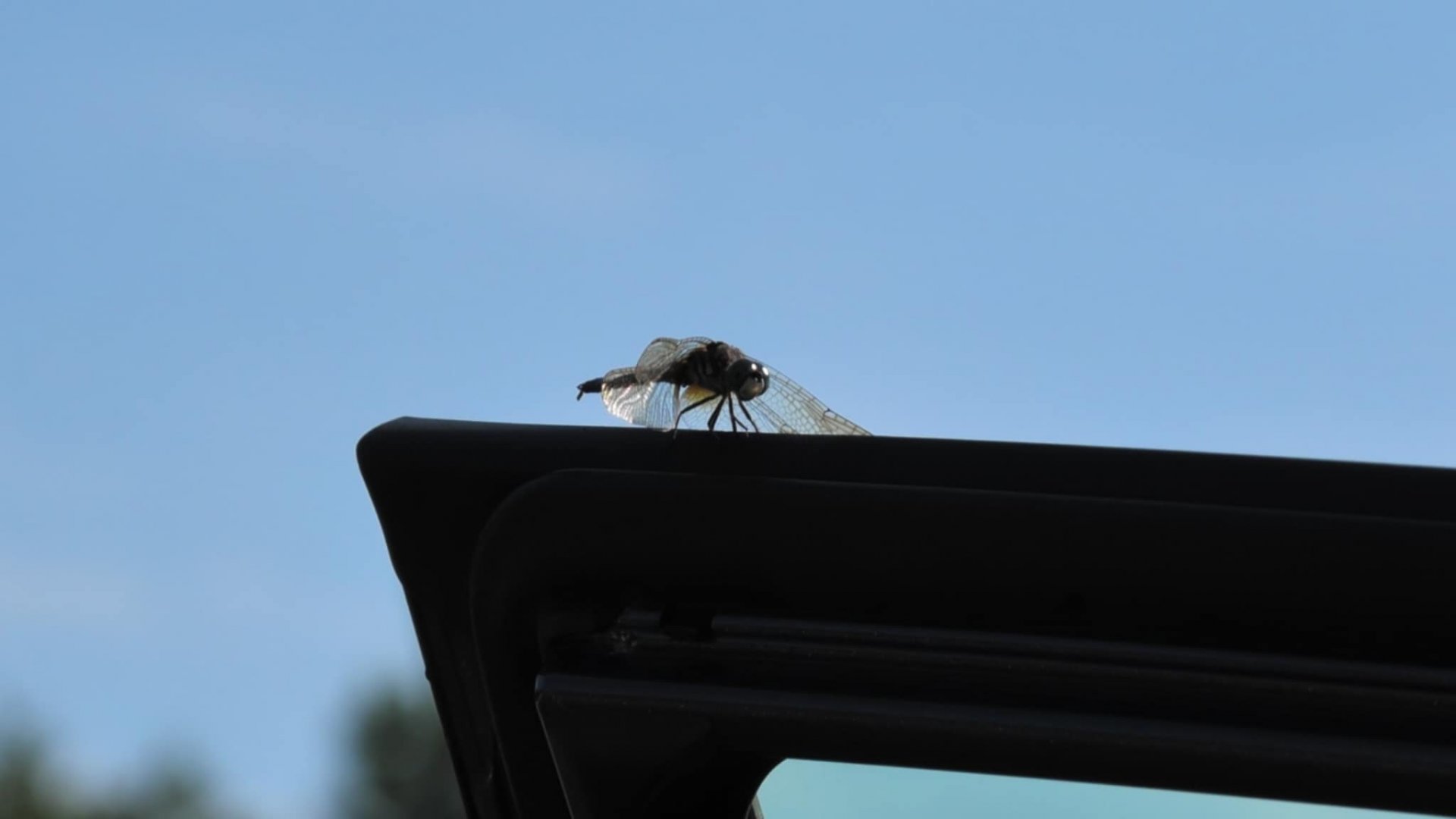 Wild Black Saddlebags dragonfly