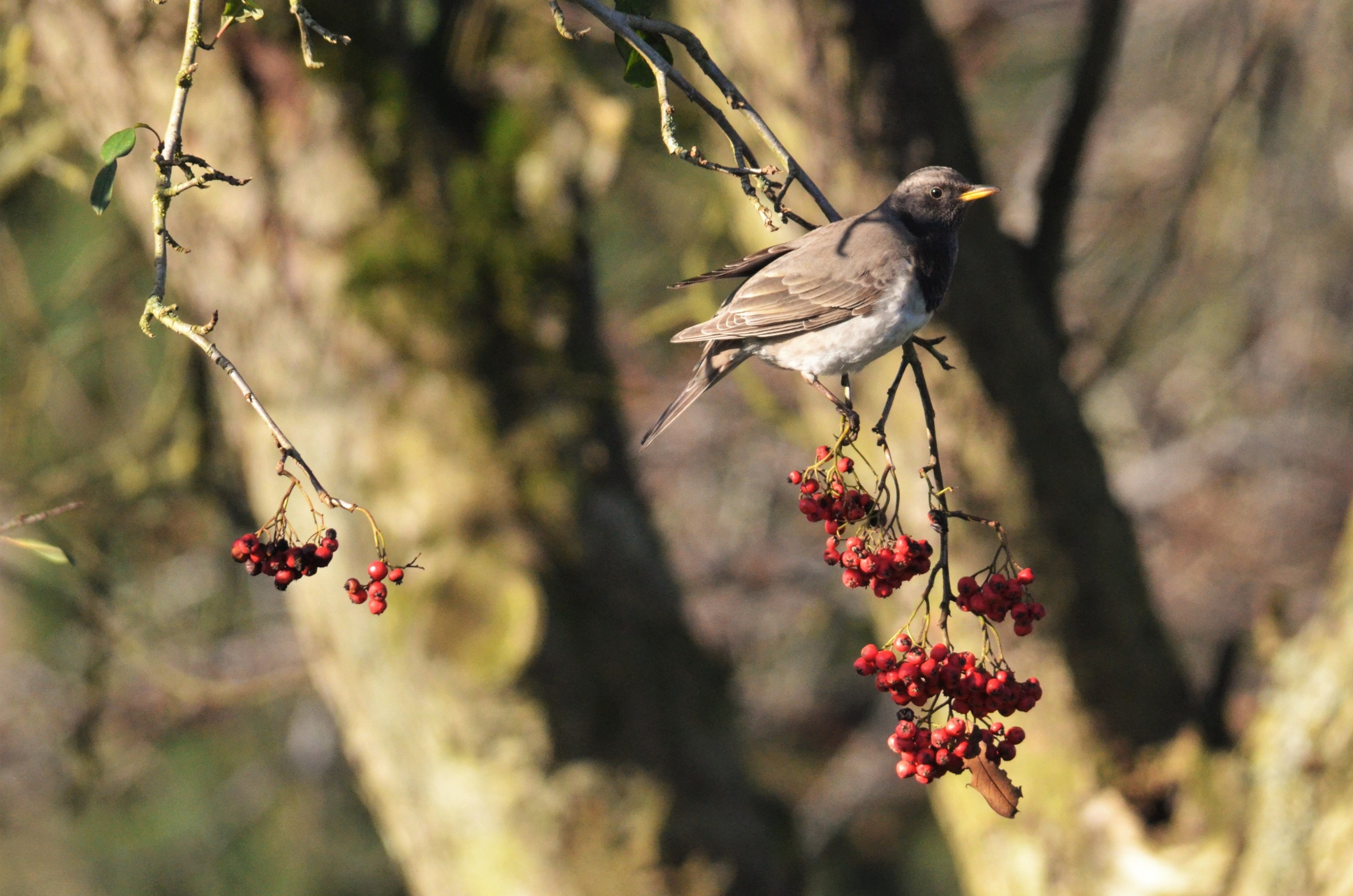 Wild Black-throated Thrush at Whipsnade, 19/01/20