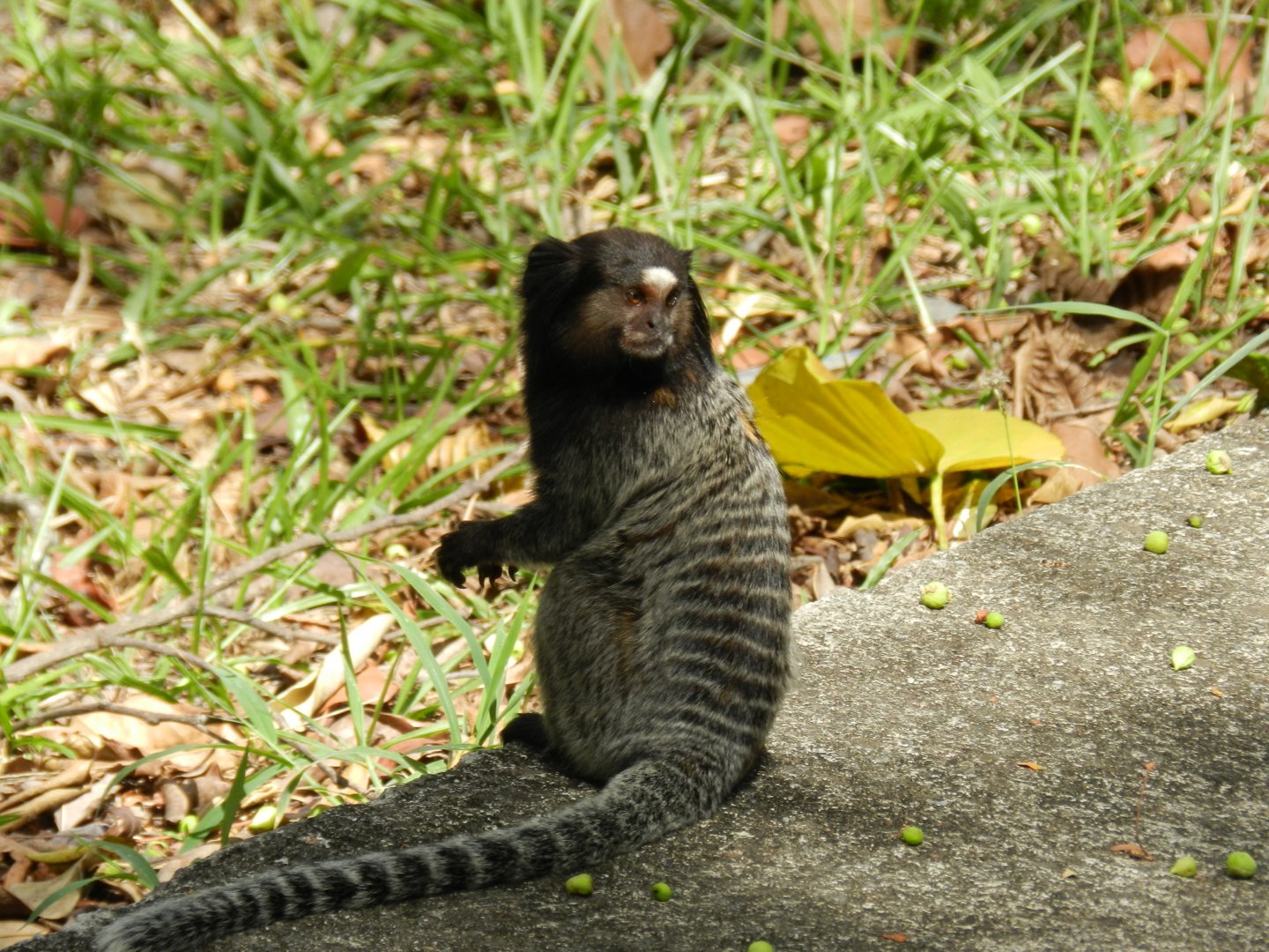 Wild black-tufted marmoset - Belo Horizonte zoo