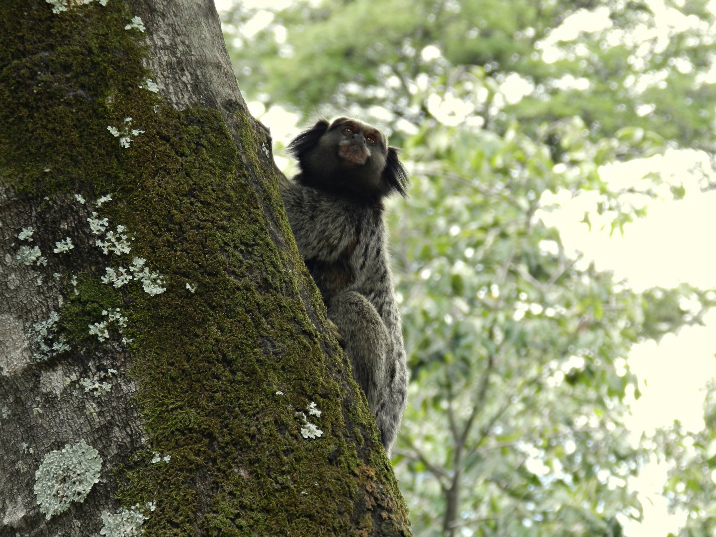 Wild black-tufted marmoset - Belo Horizonte zoo