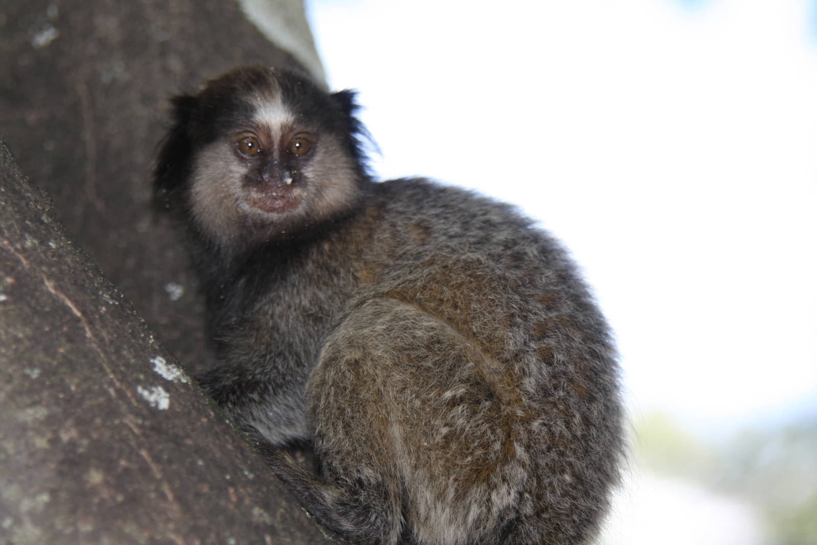 wild black-tufted marmoset (Callithrix penicillata)