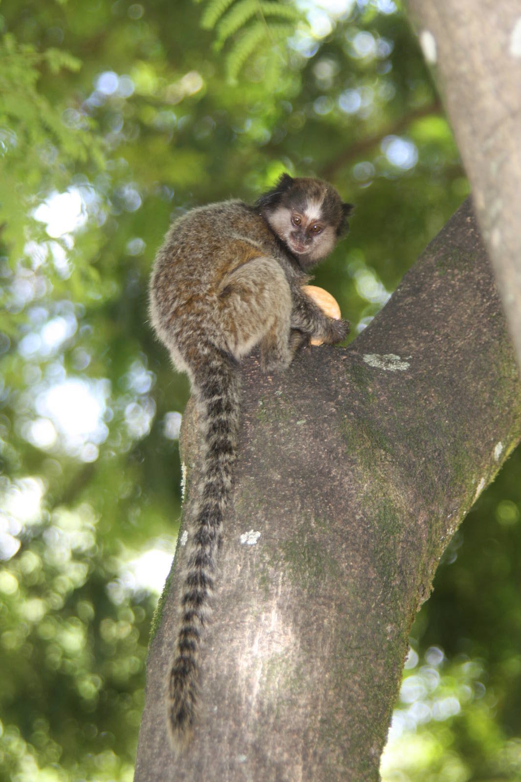 wild black-tufted marmoset (Callithrix penicillata)