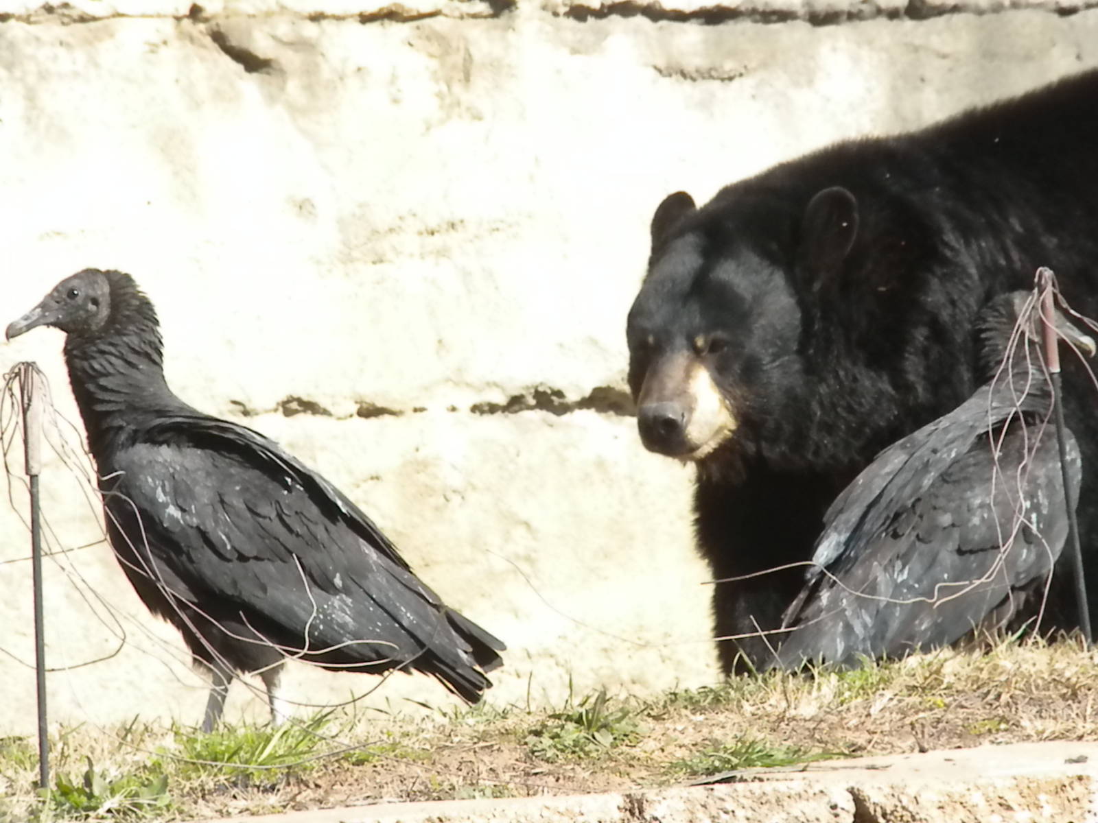 Wild Black Vulture and Black Bear