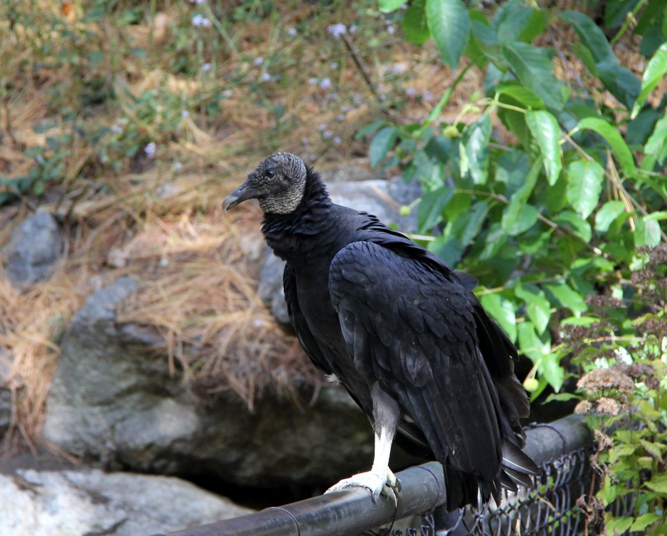 wild Black Vulture (Coragyps atratus)