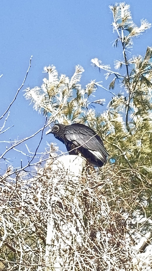 Wild Black Vulture