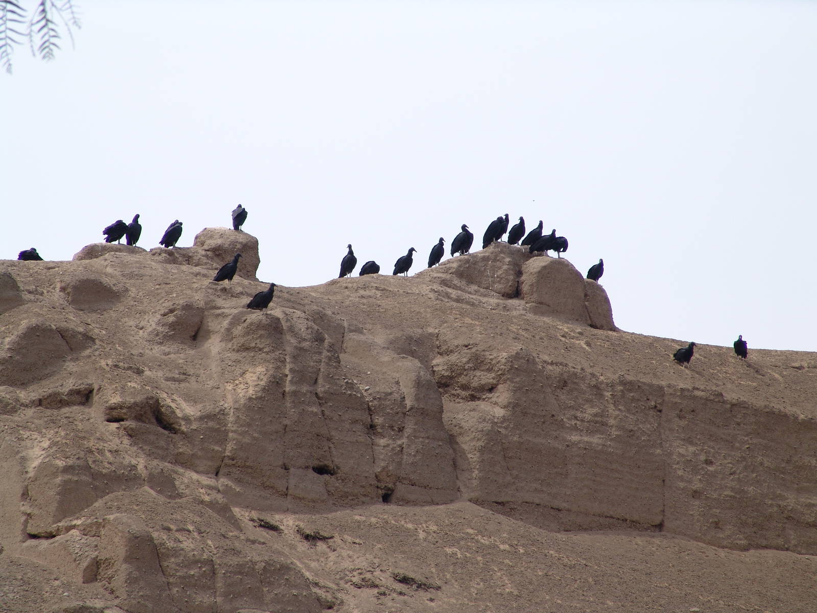 Wild Black Vultures (Coragyps atratus)