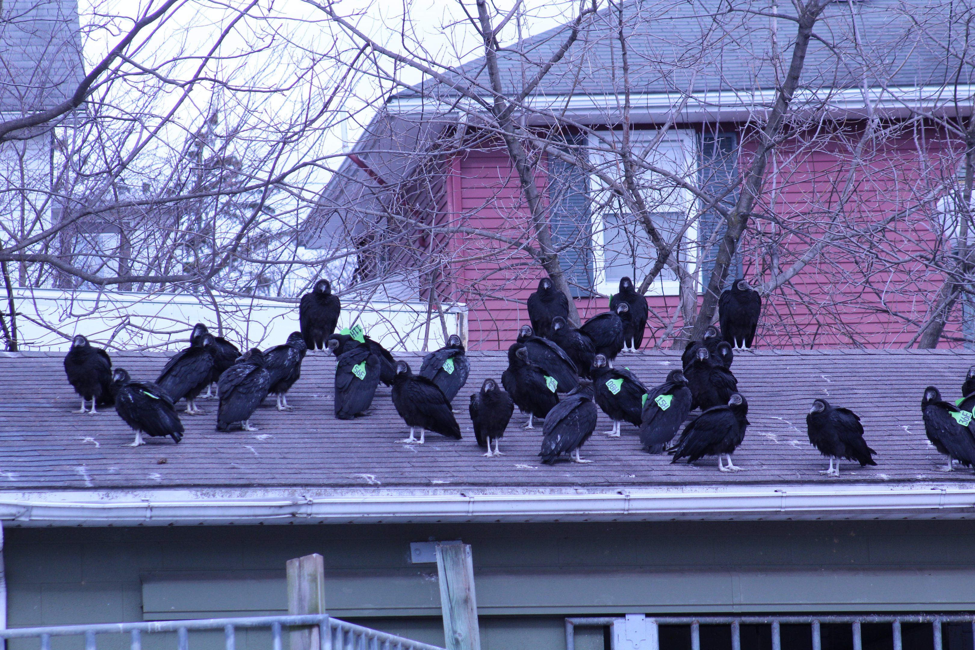 Wild Black Vultures w/ Tags