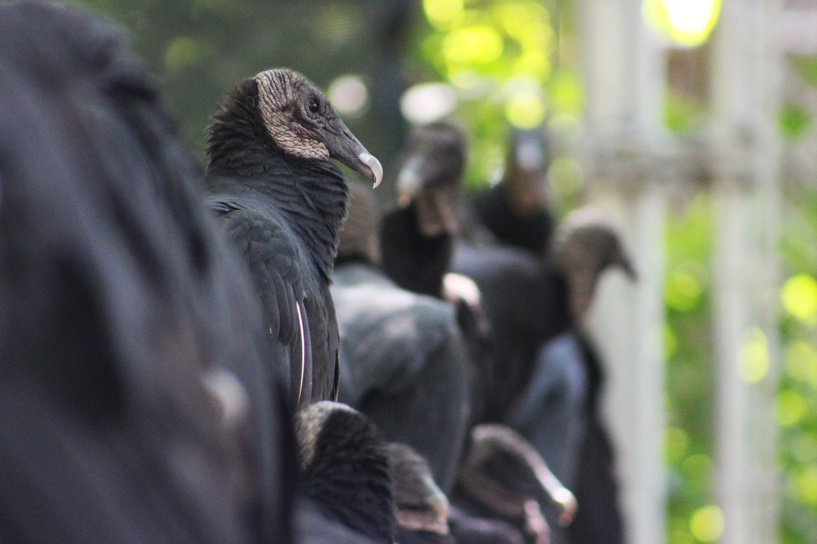 Wild Black Vultures