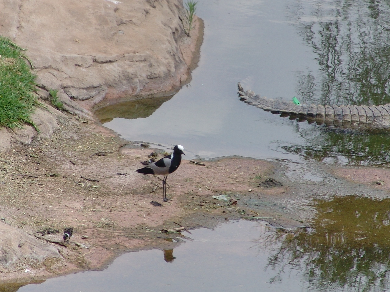 Wild Blacksmith Plover (Vanellus armatus) with chicks at the Nile Crocodile