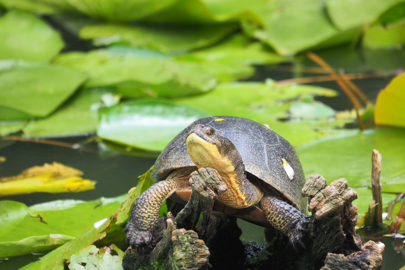 Wild Blanding's Turtle