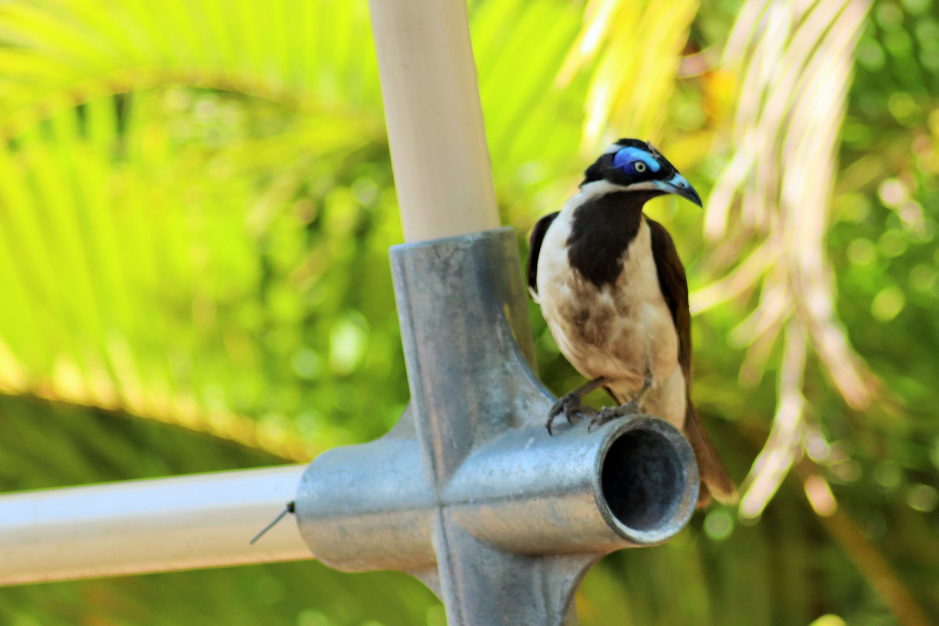 Wild Blue-faced Honeyeater (Entomyzon cyanotis)